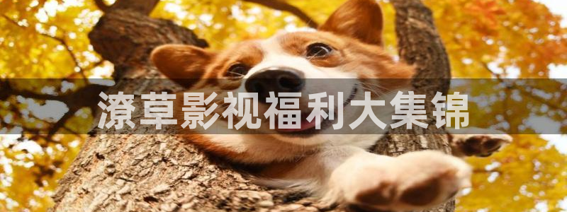 飘花影院电视剧在线免费：潦草影视福利大集锦